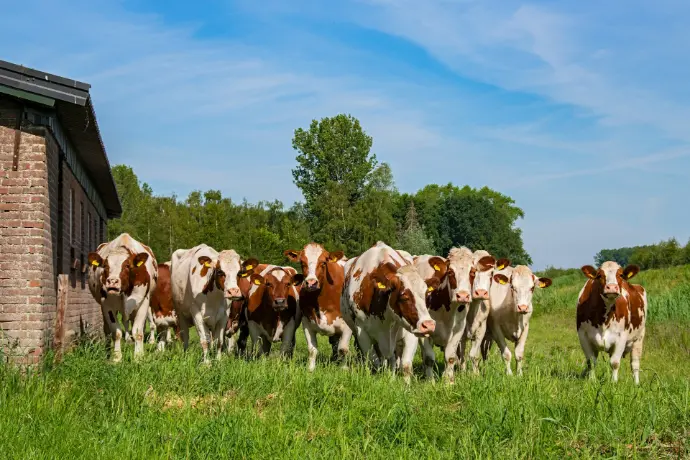 white and brown cow on green grass field during daytime